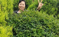 欧美精品黄页在线观看视频